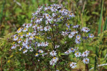 Symphyotrichum racemosum