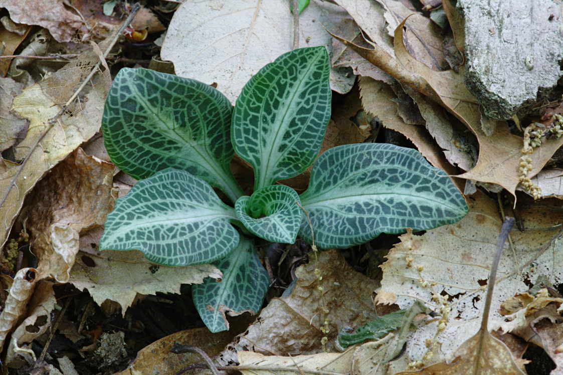 Downy Rattlesnake Plantain