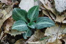 Downy Rattlesnake Plantain