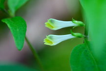 Melampyrum lineare