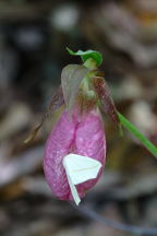 Cypripedium acaule