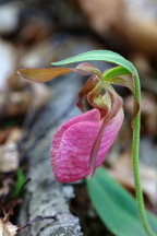 Cypripedium acaule