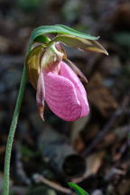 Cypripedium acaule