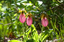 Cypripedium acaule