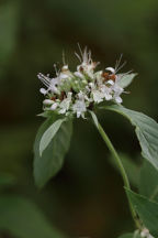 Pycnanthemum incanum