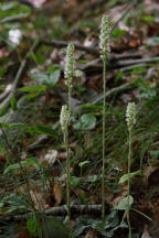 Downy Rattlesnake Plantain