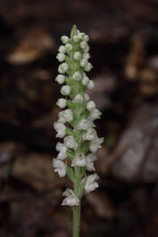 Goodyera pubescens