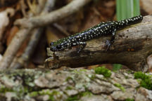 Northern Slimy Salamander