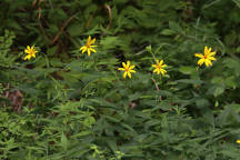 Helianthus divaricatus