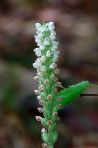 Goodyera pubescens