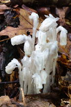 Monotropa uniflora