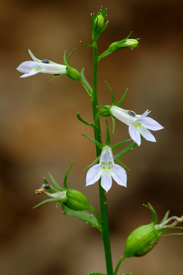 Indian Tobacco