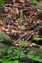 Goodyera pubescens