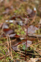 Listera australis