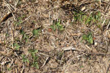 Spiranthes tuberosa
