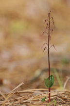 Listera australis