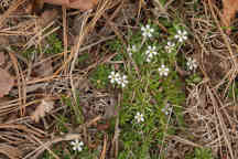 Pyxidanthera barbulata