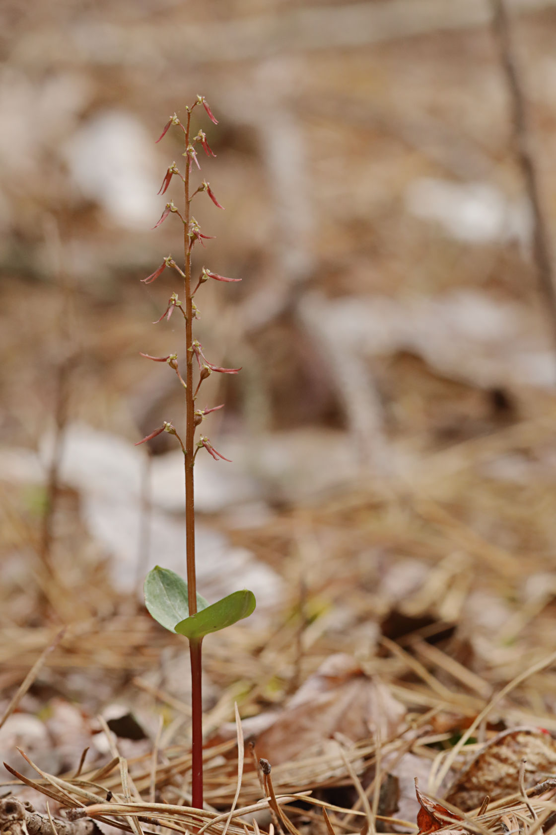 Southern Twayblade