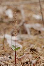 Listera australis