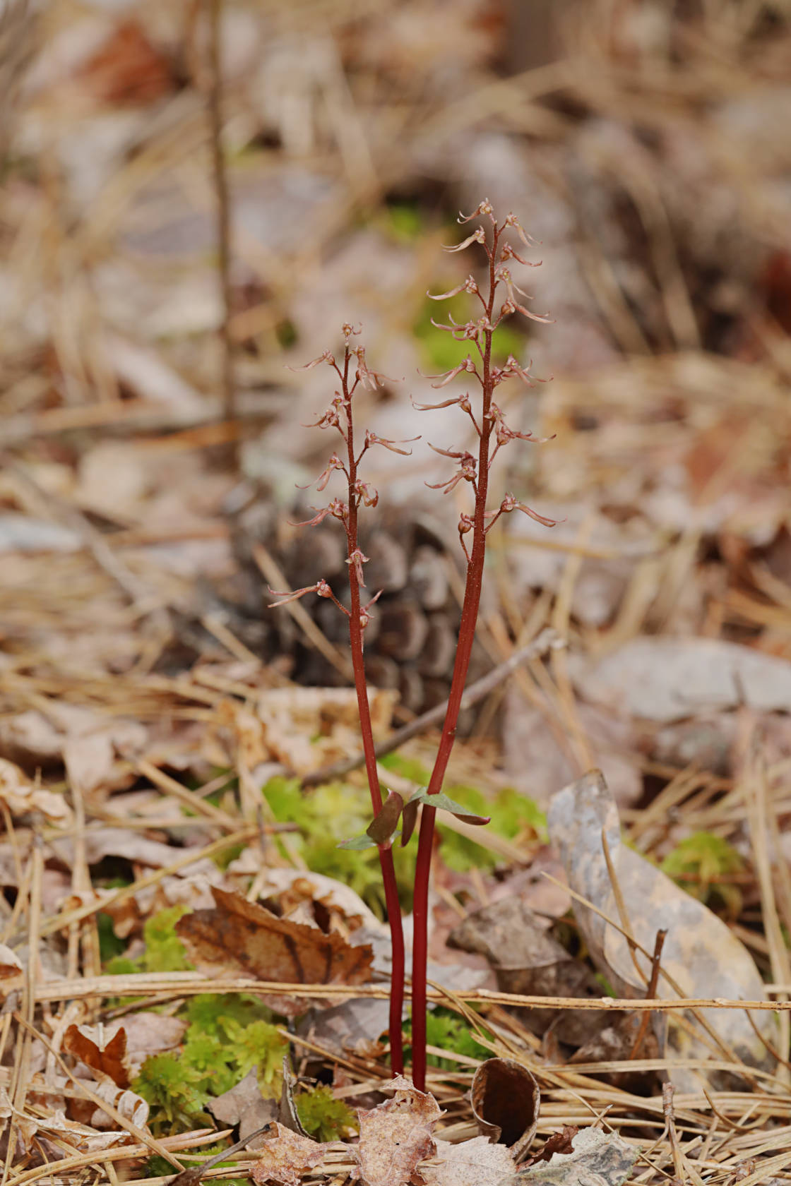 Southern Twayblade