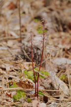 Listera australis