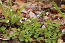 Viola macloskeyi