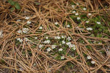 Pyxidanthera barbulata