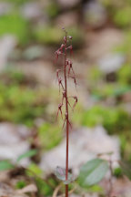 Listera australis