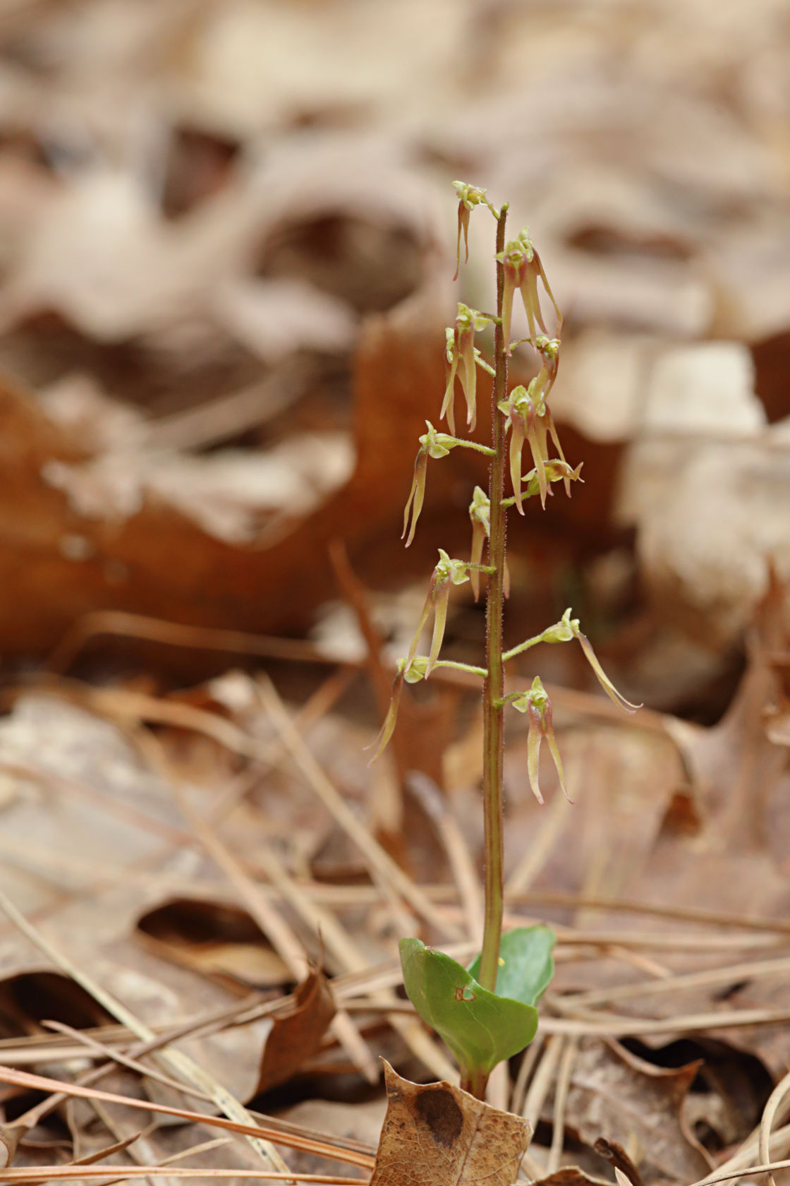 Southern Twayblade