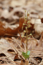 Listera australis