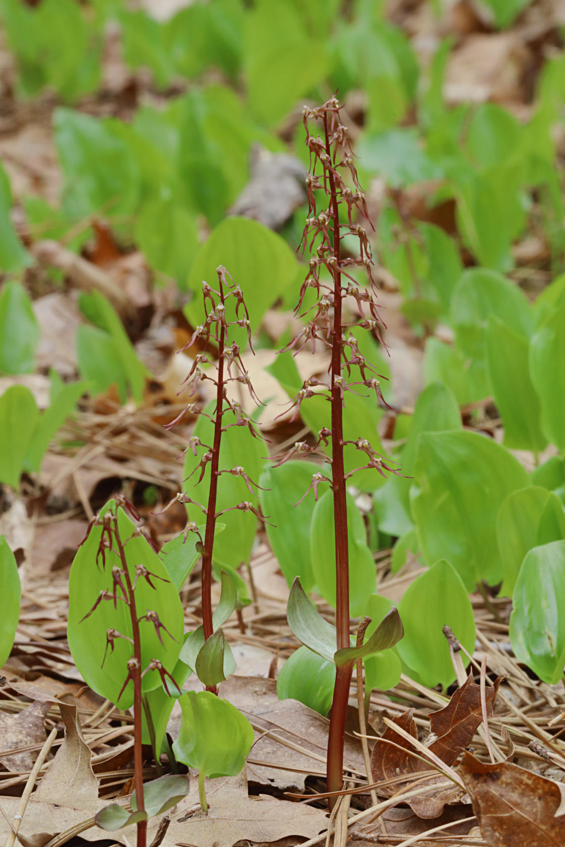 Southern Twayblade