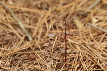 Listera australis