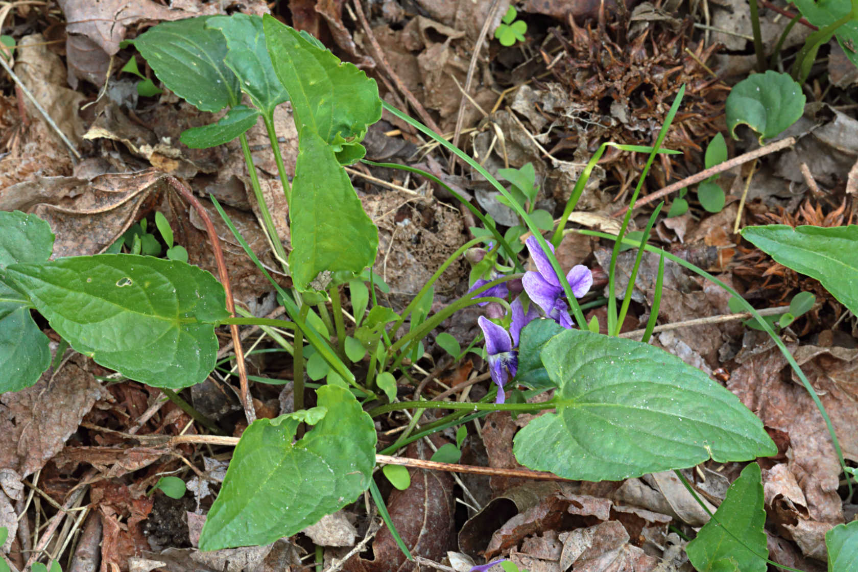 Arrow Leaved Violet