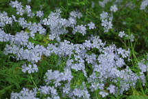 Forest Phlox