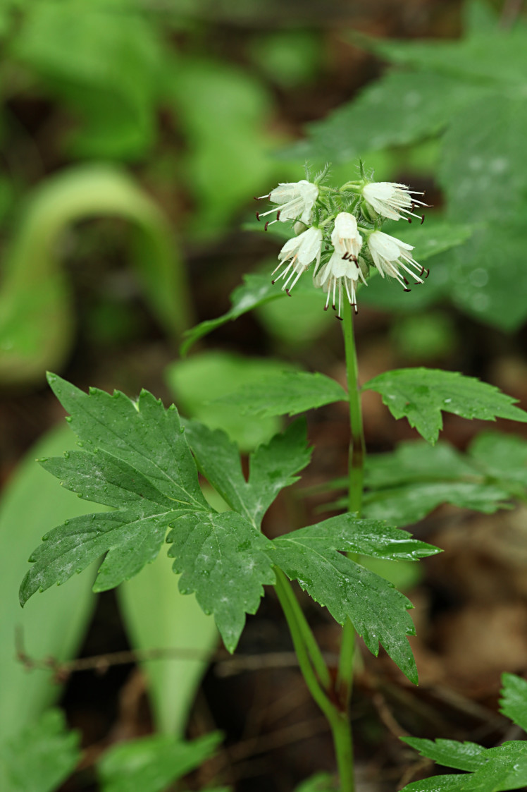 Eastern Waterleaf