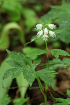 Hydrophyllum virginianum