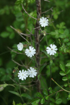 Silene latifolia