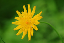 Hieracium kalmii