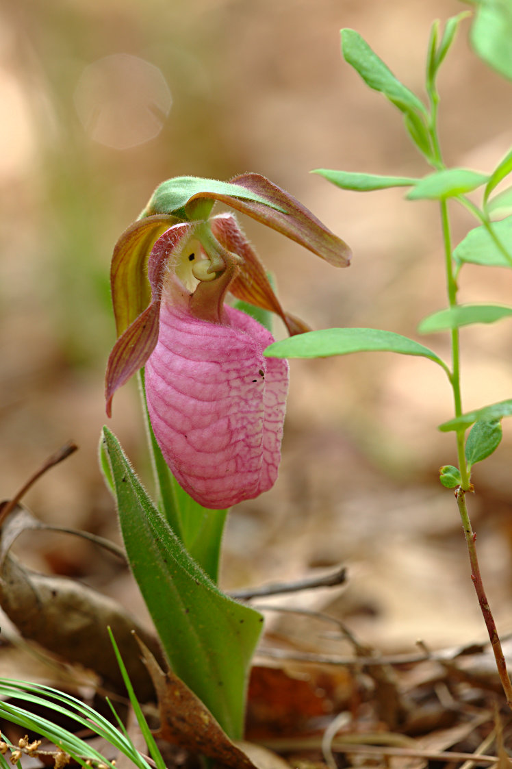 Pink Lady's Slipper