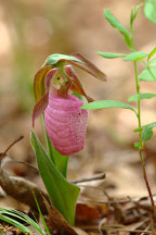 Cypripedium acaule