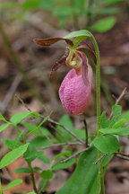 Cypripedium acaule