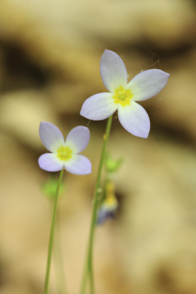 Azure Bluets