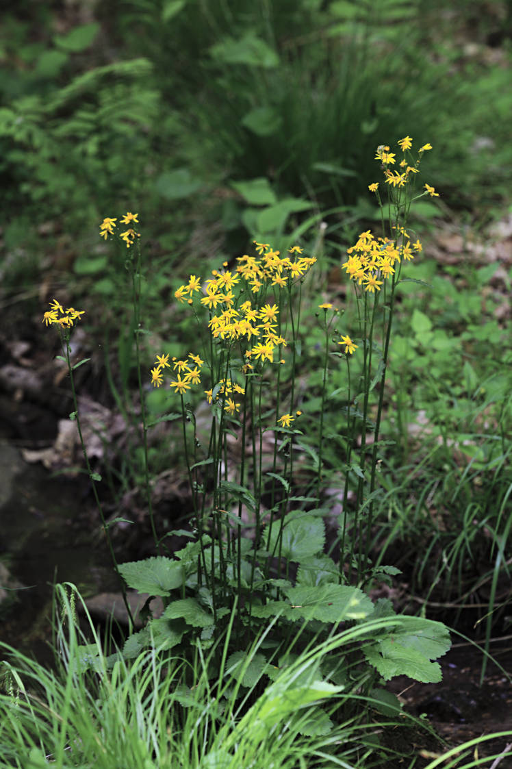 Golden Ragwort