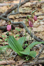 Cypripedium acaule