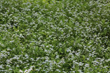 Myosotis scorpioides