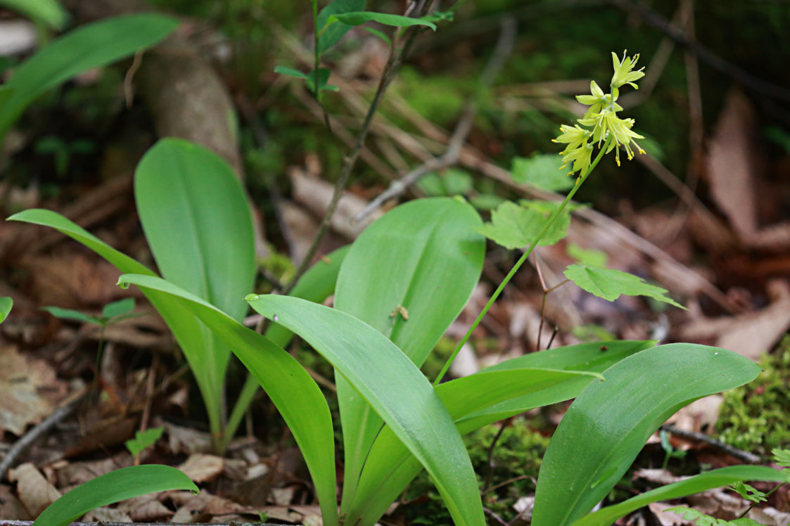 Corn Lily