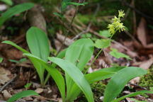 Clintonia borealis