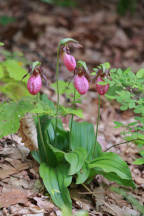 Cypripedium acaule