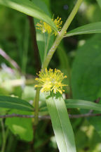 Lysimachia thyrsiflora