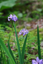 Iris versicolor